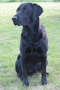 Hunting Buddy Boomer